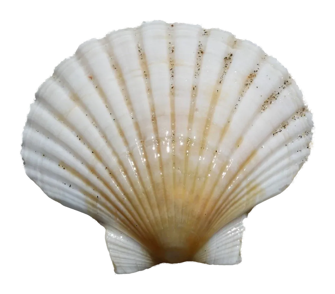 Scallop shell, cream with orange near the hinge