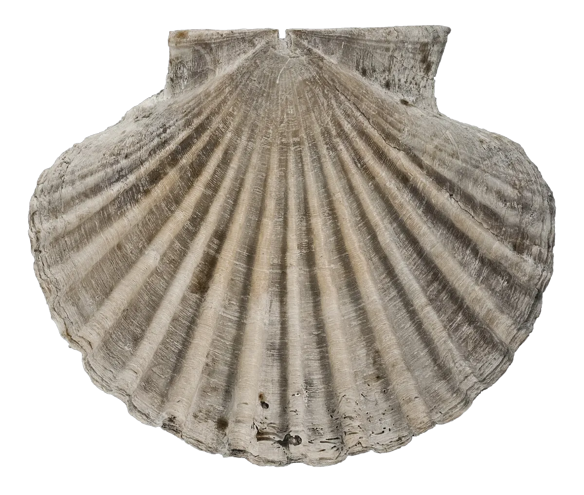 Worn flat scallop valve, museum specimen