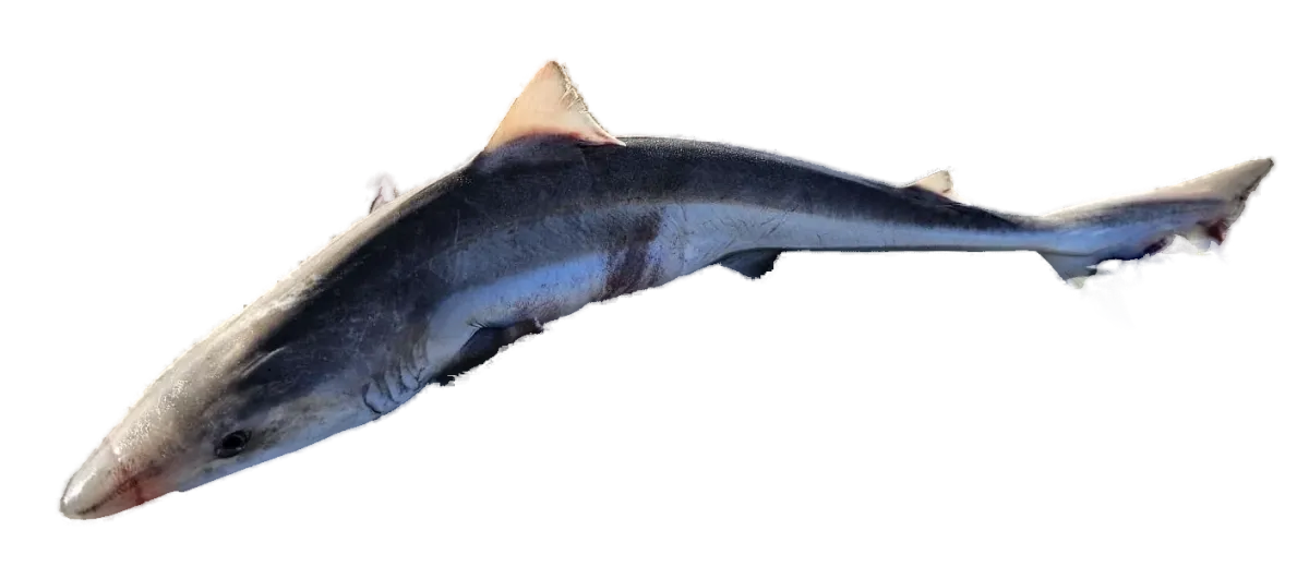 School shark on a beach, side view, head to the left