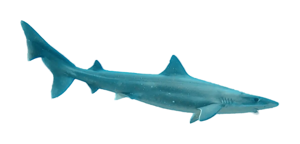 School shark swimming over a reef