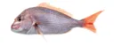 Snapper