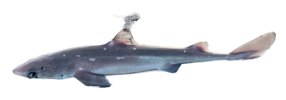 Spiny dogfish on wet sand, side view, showing the white spots and fin spines