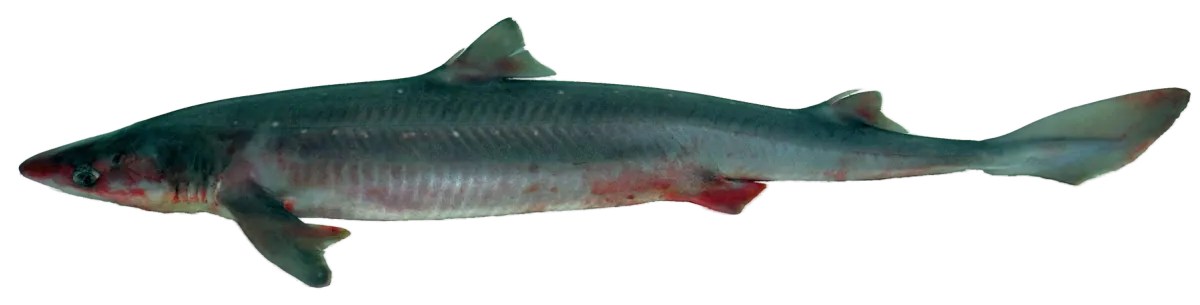 Spiny dogfish, side view