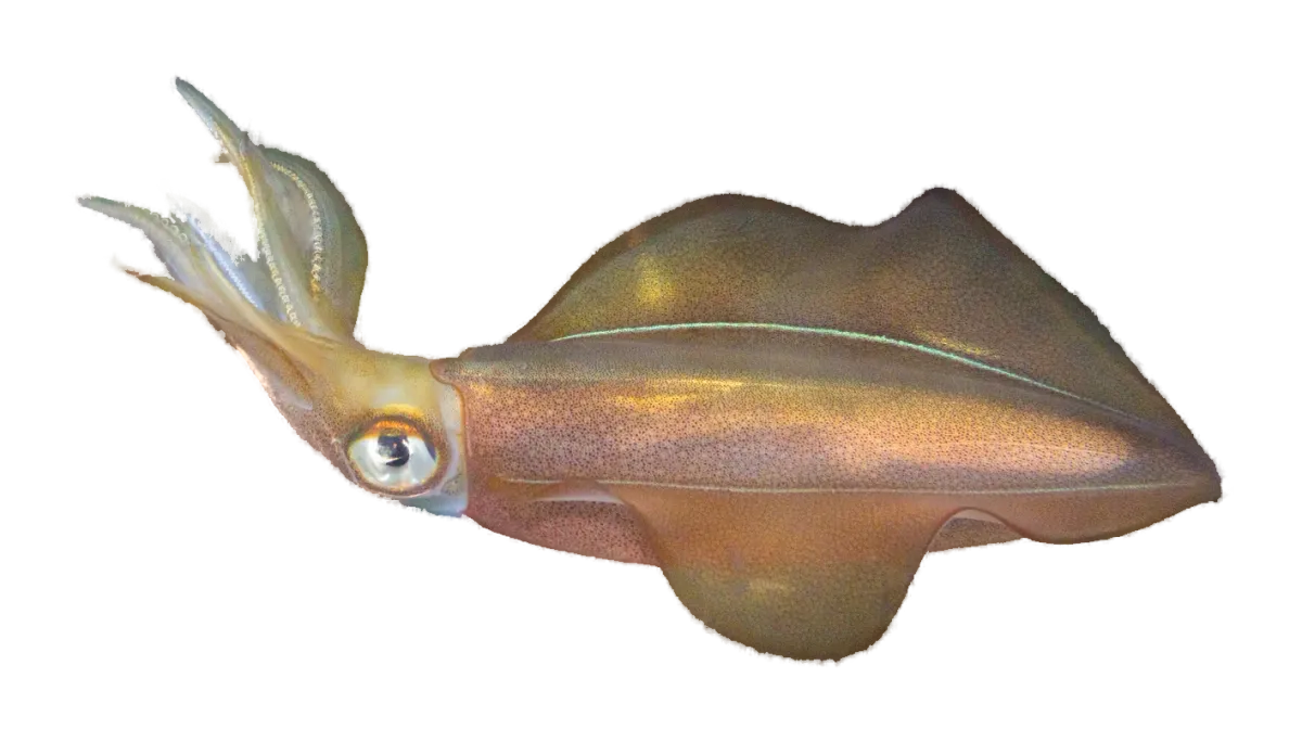 Southern calamari, side view, head to the left, showing the broad fins that run the length of the mantle