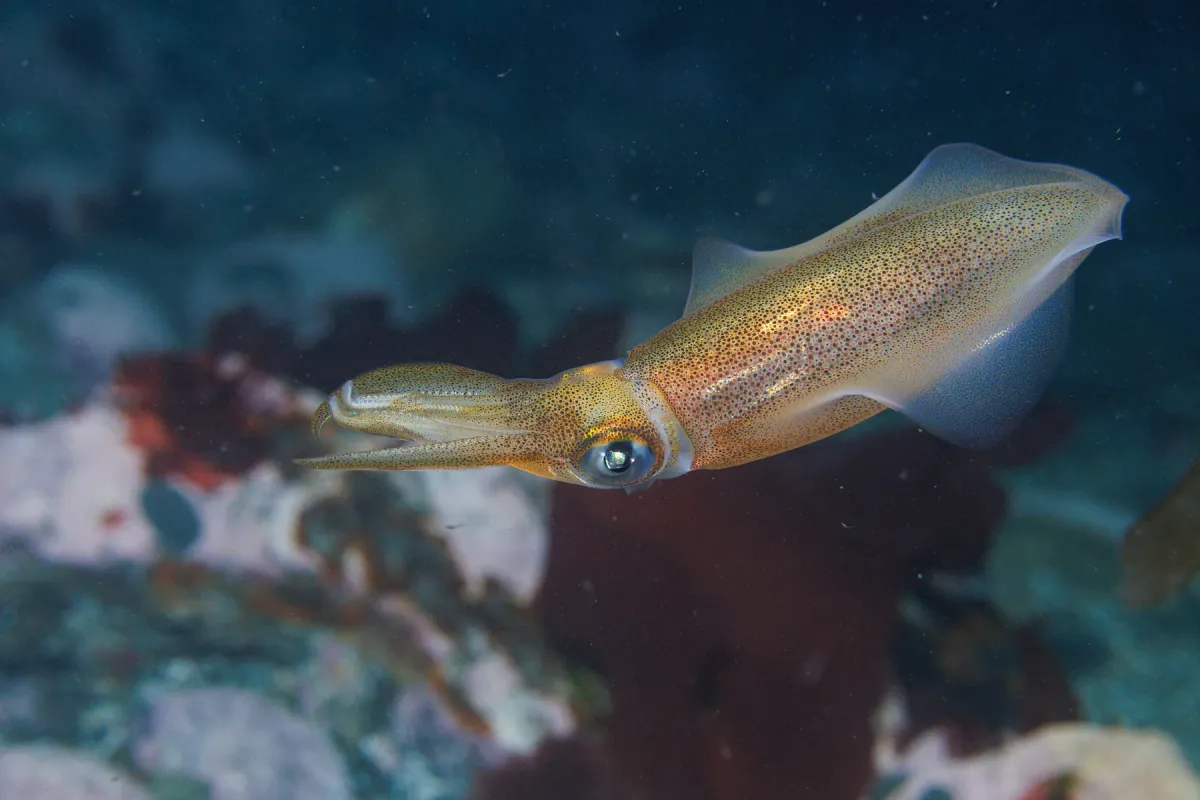 Live southern calamari swimming over reef at Breaker Bay, Wellington
