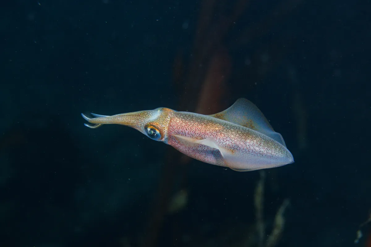 Southern calamari in dark water at Breaker Bay, Wellington, fins rippling along the mantle