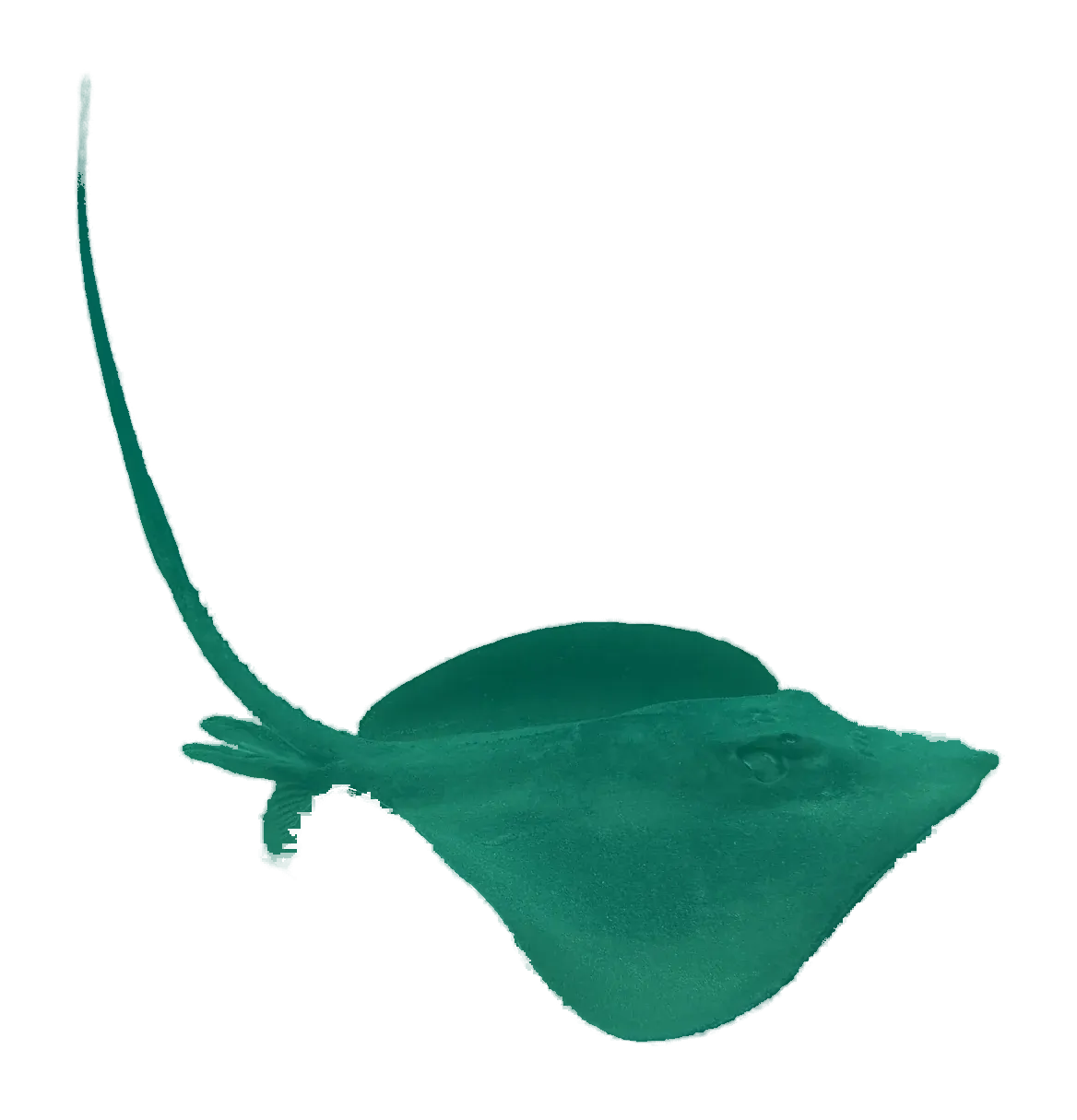 Long-tail stingray from above, showing its long tail