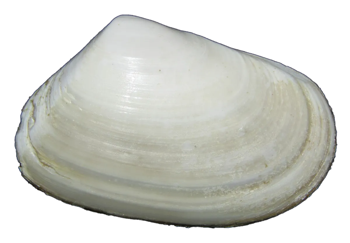 Tuatua shell