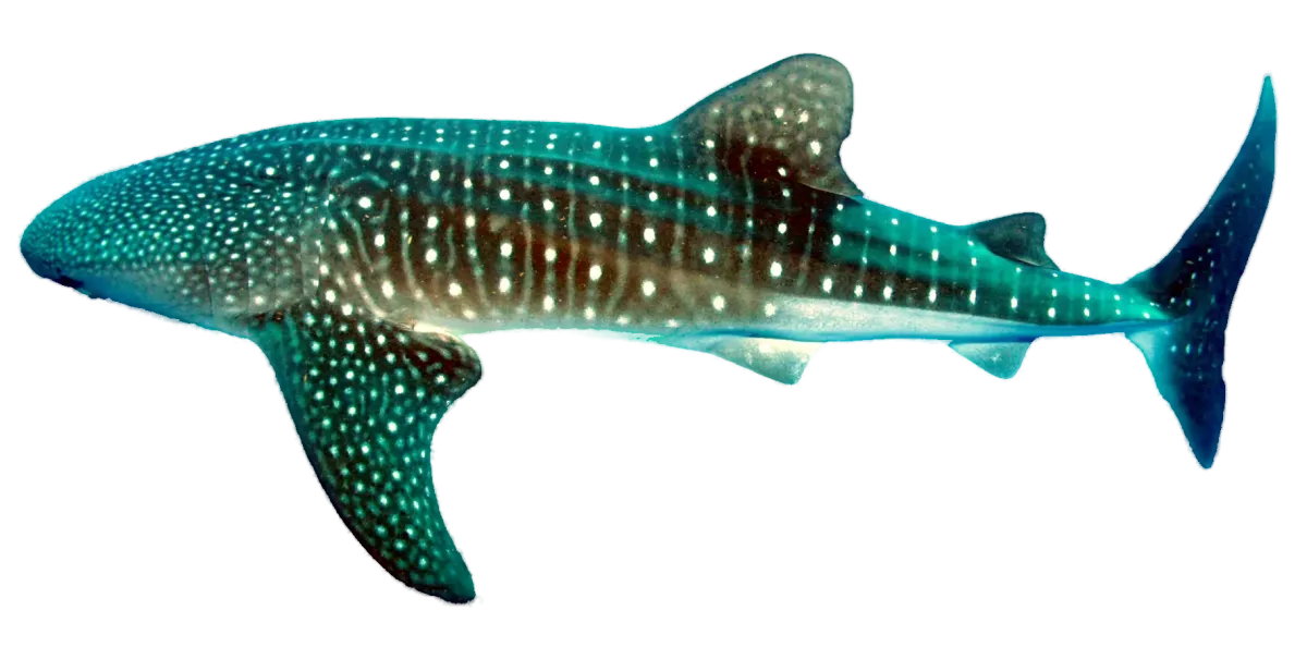 Whale shark swimming, side view, head to the left