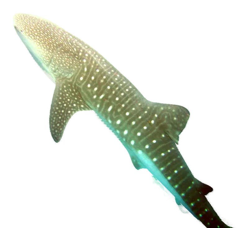 Whale shark seen from below, showing its white spots