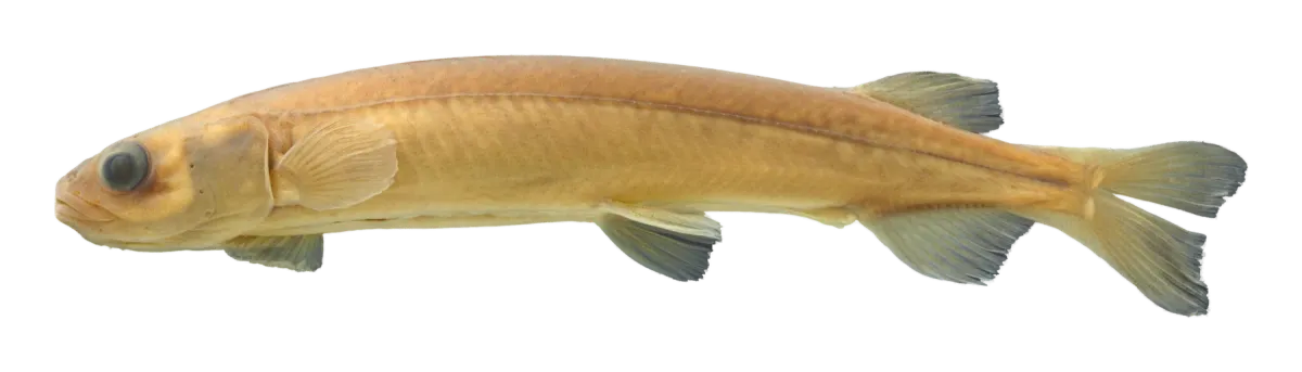 Adult īnanga, side view (preserved museum specimen)
