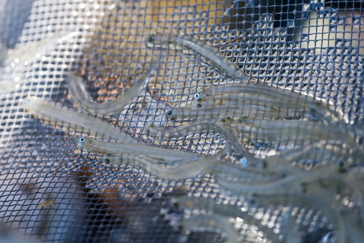 Fresh whitebait in a net, Ōkārito