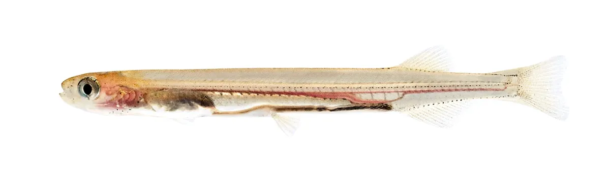 A single whitebait, the see-through juvenile stage of īnanga, side view