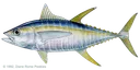 Yellowfin Tuna
