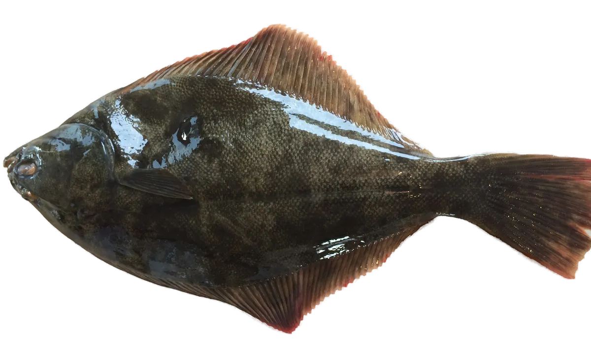Yellowbelly flounder, upper (eyed) side, head to the left