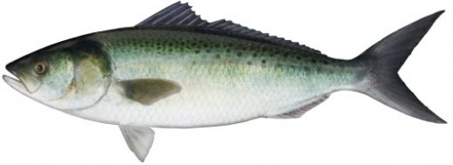 Kahawai-nz-fish-species-3