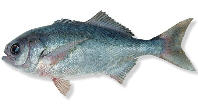 bluenose-nz-fish-species