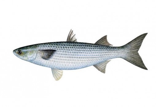 grey-mullet-nz-fish-species