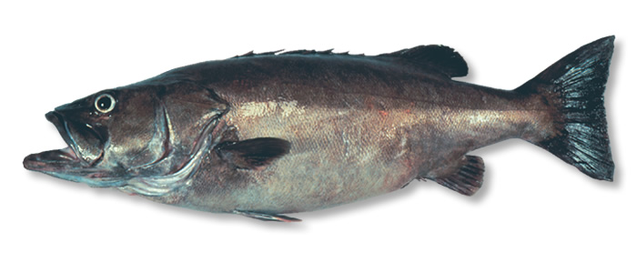 hapuka-nz-fish