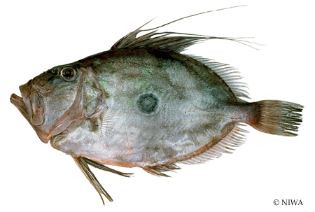 john-dory-nz-fish-species