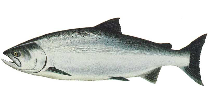 King Salmon - NZ Fish Species