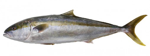 kingfish-yellowtail-nz-fish-species