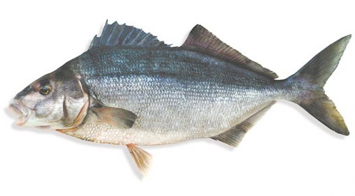 moki-nz-fish-species