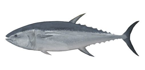 pacific-bluefin-tuna-nz-alt1