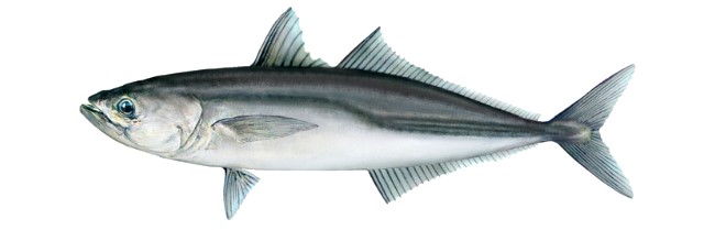 pacific-jack-mackeral-nz-fish-species