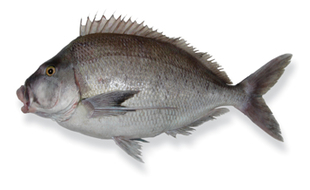 porae-nz-fish-species