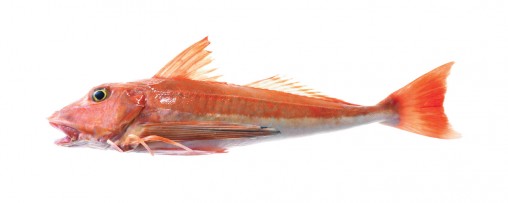 red-gurnard-nz-fish-species