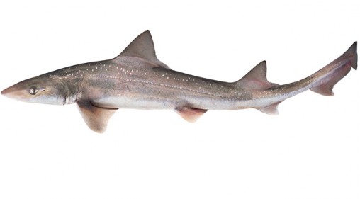 rig-shark-lemonfish-nz-fish