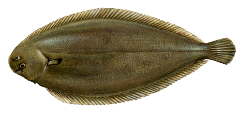 sole-nz-fish-species