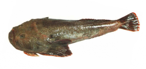 stargazer-monkfish-fish-species-nz