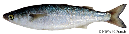 yellow-eyed-mullet-nz-fish-species