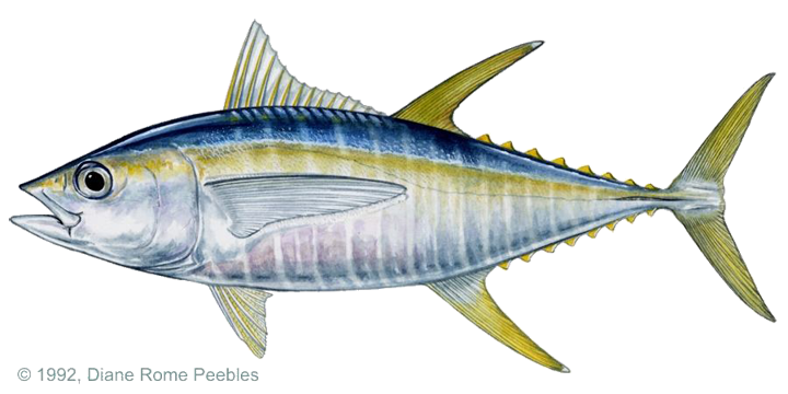 yellow-fin-tuna-nz-fish-species