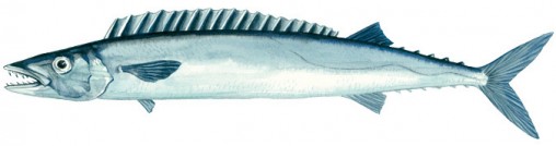 barracouta-fish-nz-species
