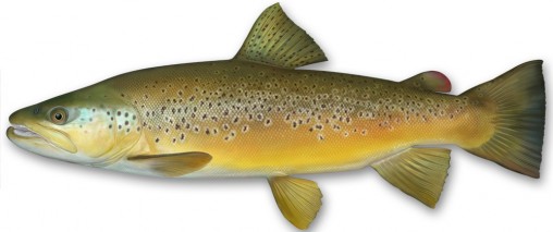brown-trout-fish