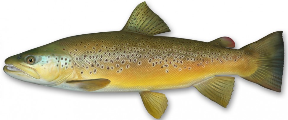 brown-trout-fish