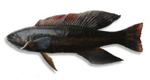 butterfish-nz-fish-species