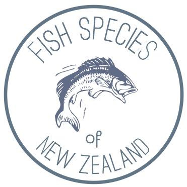 Fish Species of New Zealand