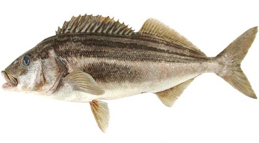 Saltwater Fish Species Of New Zealand Visual Reference 